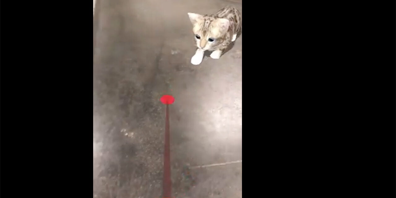 Don’t own a cat or have a laser but want to play with one? Check this AR App ouT!